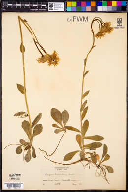 Erigeron bellidifolius image