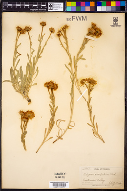 Erigeron caespitosus image