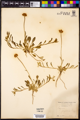 Erigeron flagellaris image