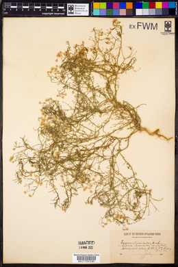 Conyza ramosissima image