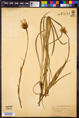 Tragopogon pratensis image