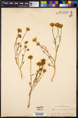 Chaenactis tenuifolia image
