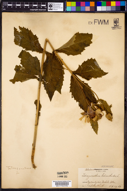 Tetragonotheca helianthoides image