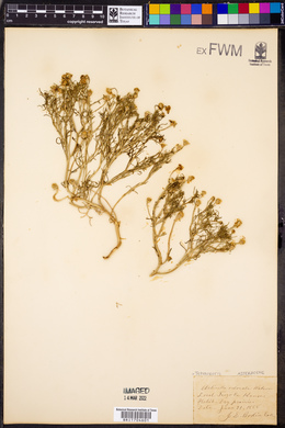 Hymenoxys odorata image