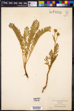 Tanacetum huronense image