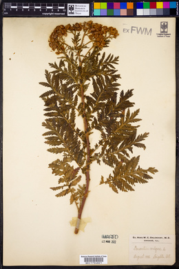 Tanacetum vulgare image