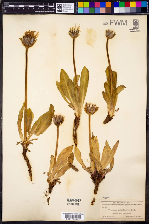 Troximon aurantiacum image