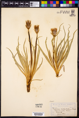 Nothocalais cuspidata image