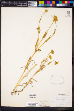 Lasthenia glabrata image