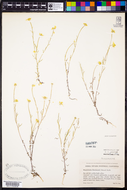 Pseudobahia heermannii image