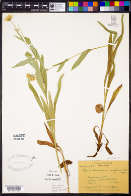 Arnica chamissonis image