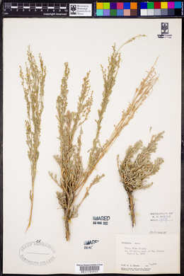 Artemisia nova image