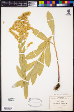 Solidago velutina image