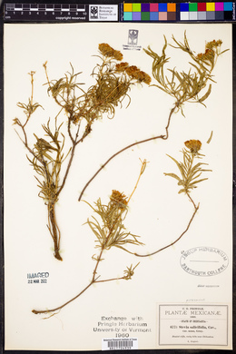 Stevia salicifolia image