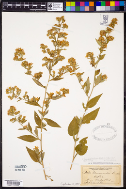 Symphyotrichum drummondii image