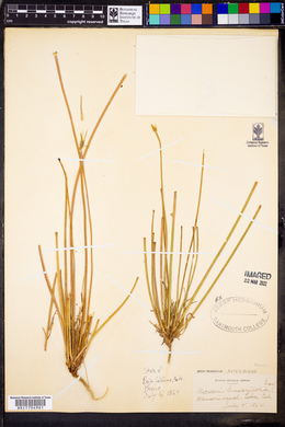 Uropappus lindleyi image