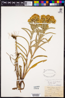Solidago riddellii image