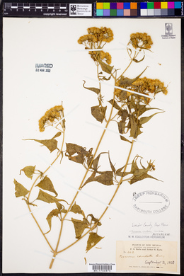 Pericome caudata image