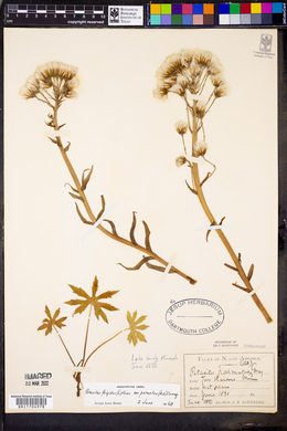 Petasites frigidus var. palmatus image