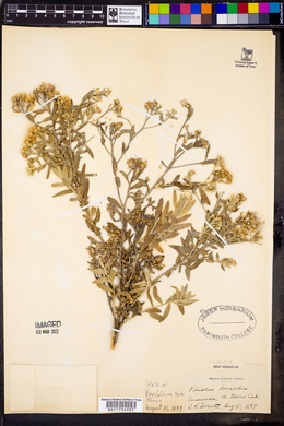 Pluchea sericea image