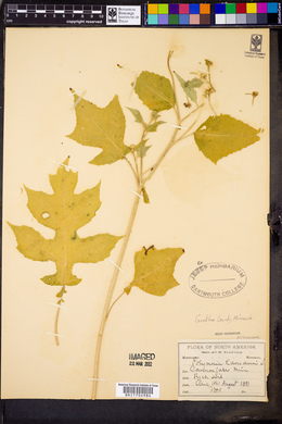 Polymnia canadensis image