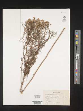 Euthamia gymnospermoides image