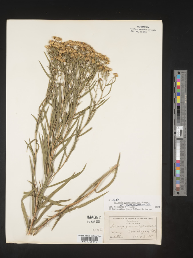 Euthamia gymnospermoides image