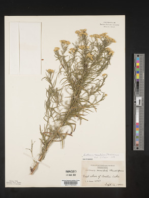 Euthamia tenuifolia image