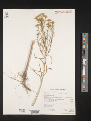 Euthamia pulverulenta image