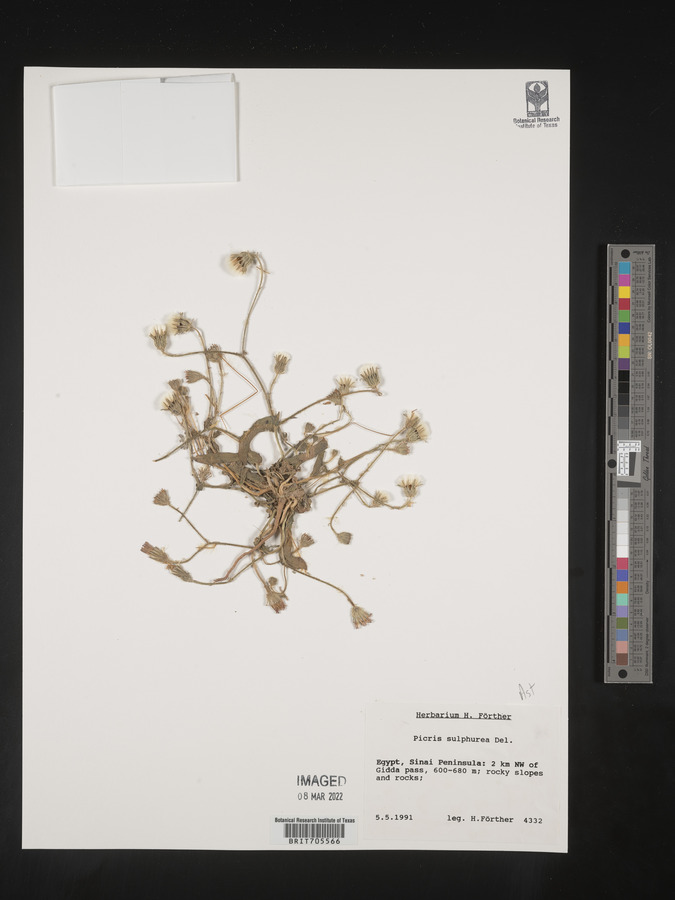 Picris sulphurea image