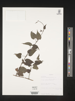 Image of Mikania chenopodifolia