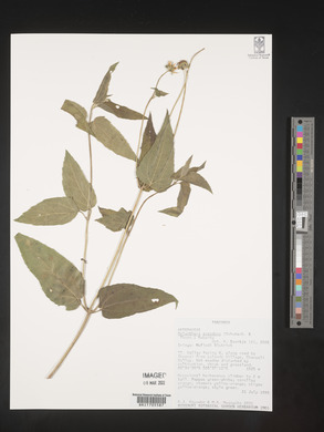 Lipotriche scandens image