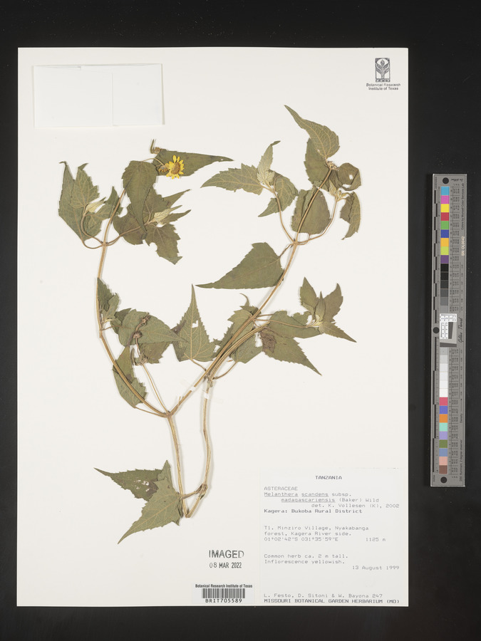 Lipotriche scandens subsp. madagascariensis image