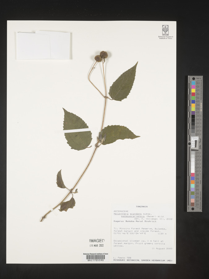 Lipotriche scandens subsp. madagascariensis image