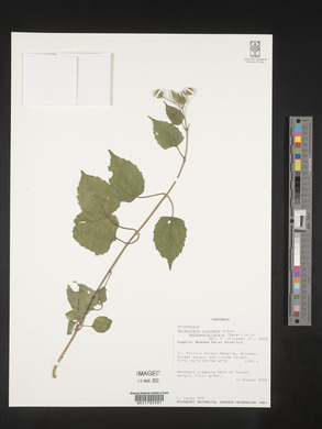 Lipotriche scandens image