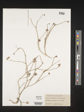 Image of Launaea resedifolia