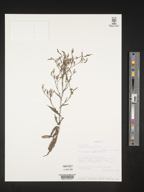 Lactuca inermis image