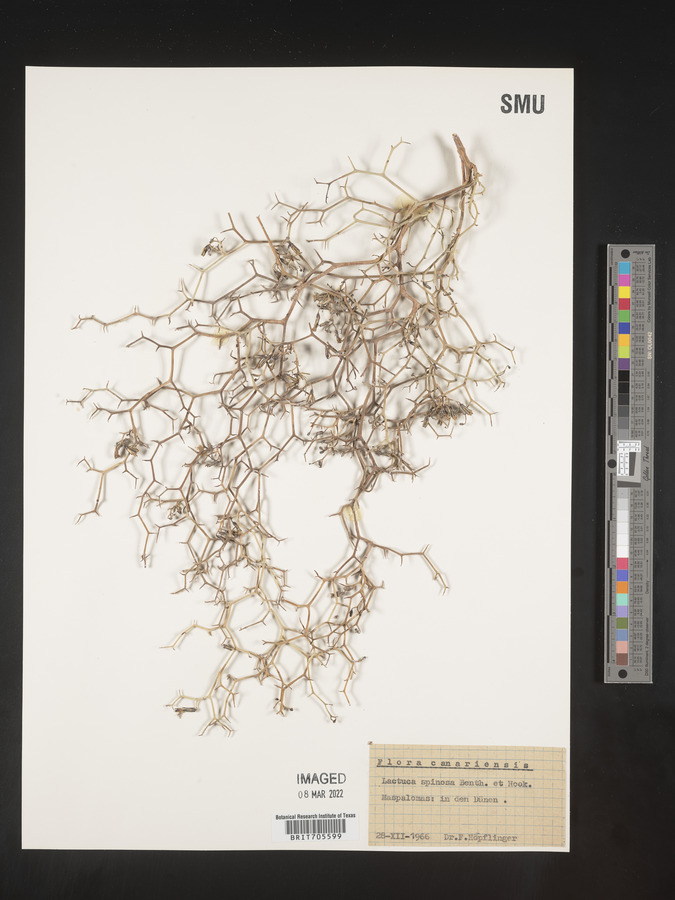 Launaea arborescens subsp. arborescens image