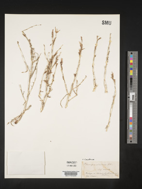 Lactuca viminea image