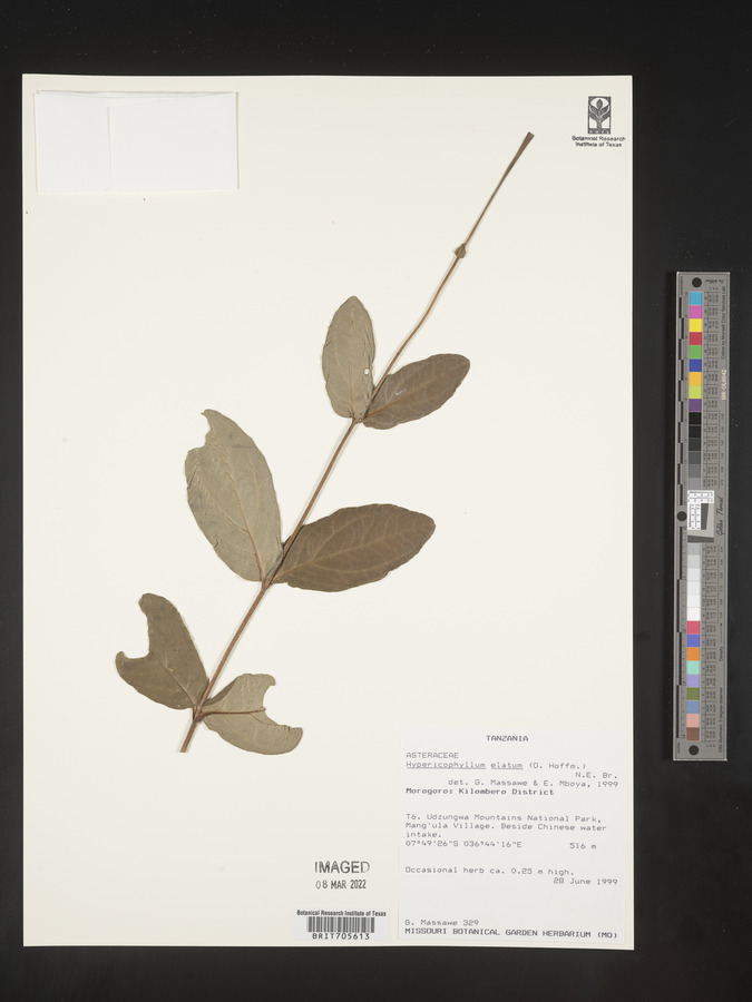 Hypericophyllum elatum image