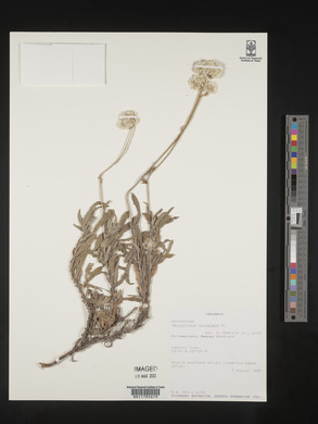 Helichrysum glumaceum image