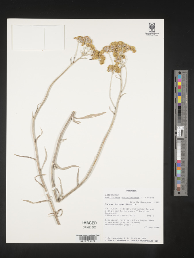 Helichrysum odoratissimum image