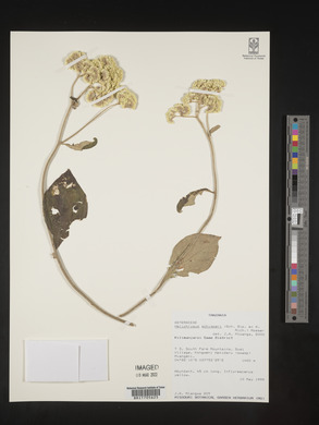 Helichrysum schimperi image