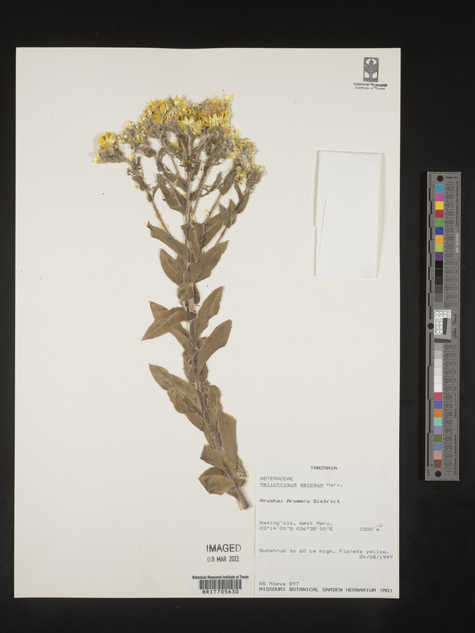 Helichrysum setosum image