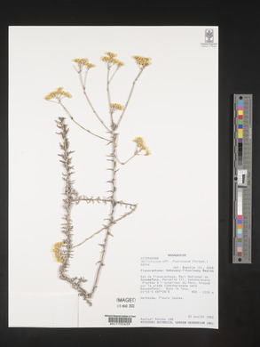 Helichrysum forskahlii var. forskahlii image