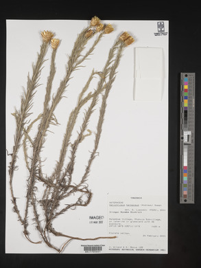 Helichrysum herbaceum image