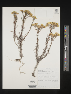 Helichrysum kirkii image