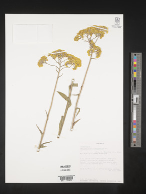 Helichrysum stenopterum image