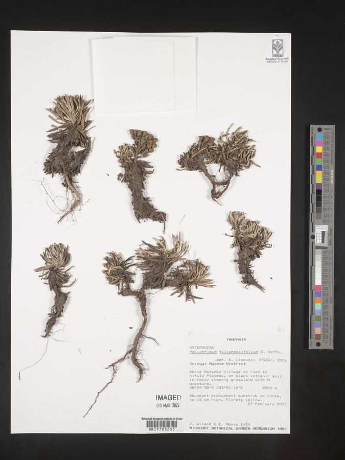 Helichrysum tillandsiifolium image