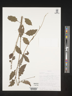 Gynura scandens image